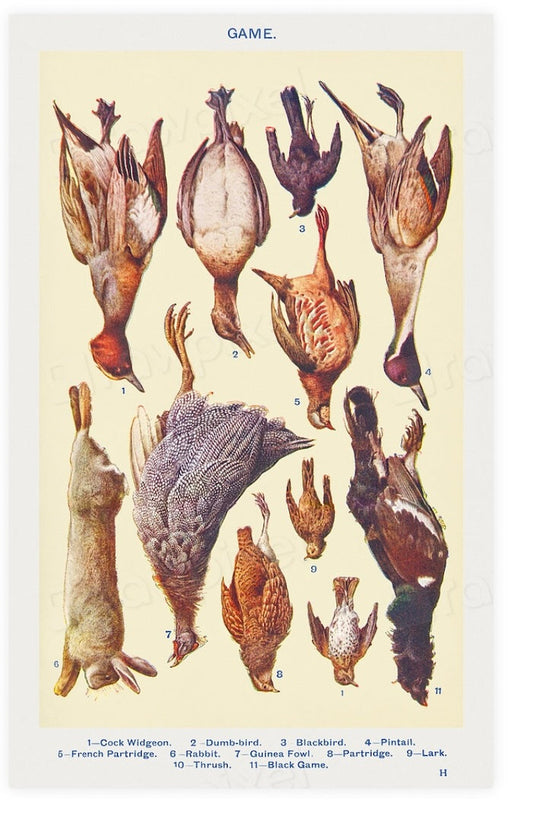 Game Birds Postal Card