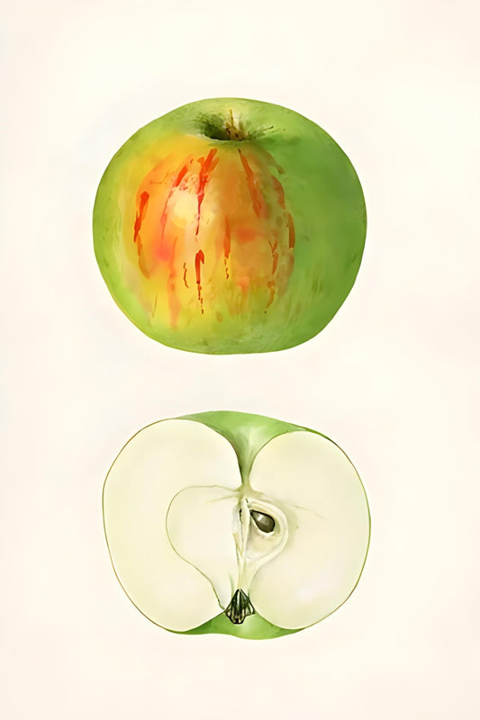 Grüne Apfel-Postkarte
