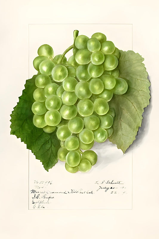 Green Grapes Postal Card