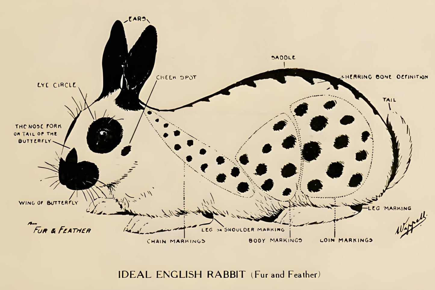 Ideal English Rabbit Postal Card