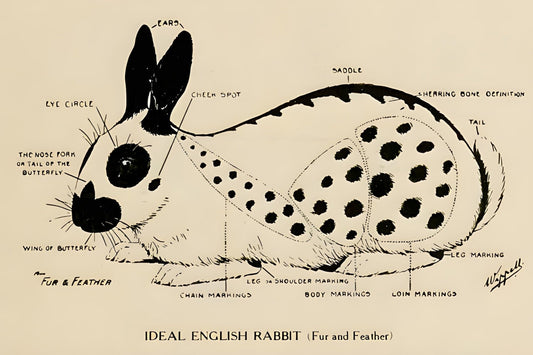Ideal English Rabbit Postal Card