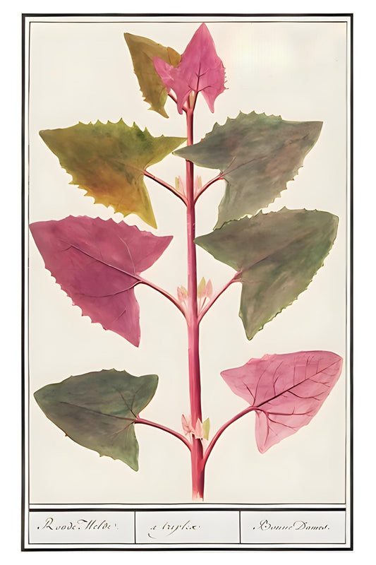 Blattige Postkarte