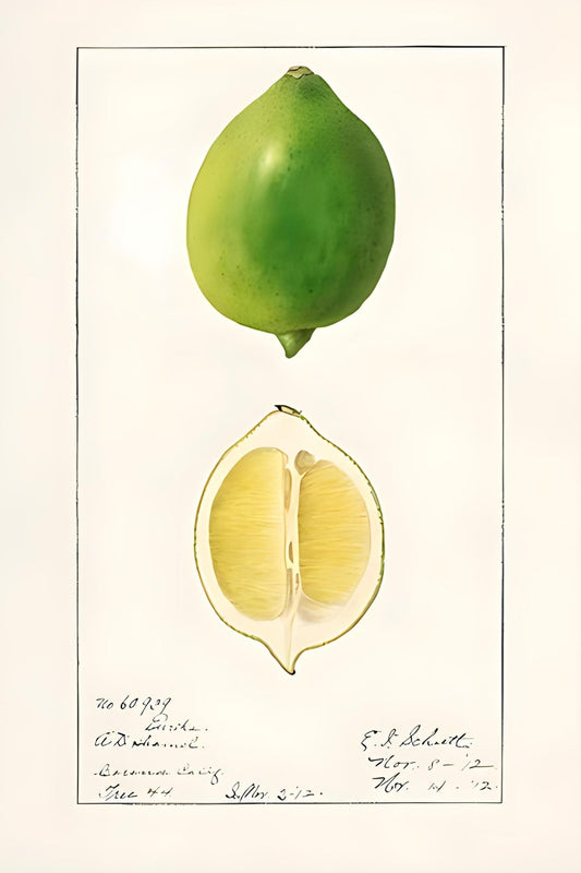 Limettengrüne Postkarte