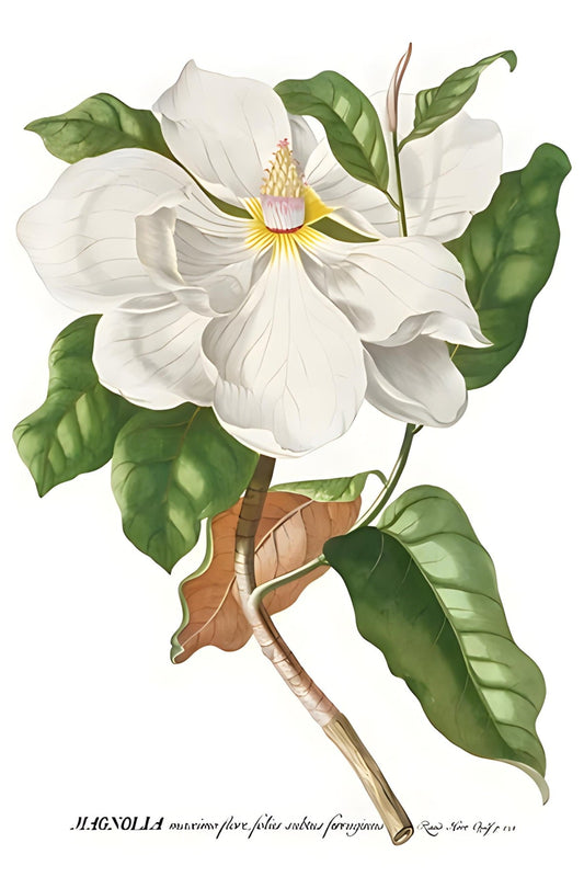 Magnolia Postal Card