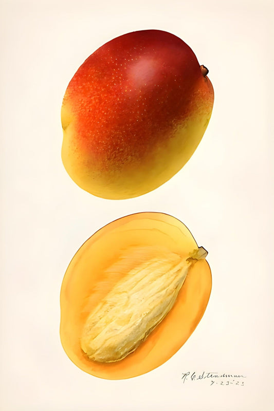 Nectarine Postal Card