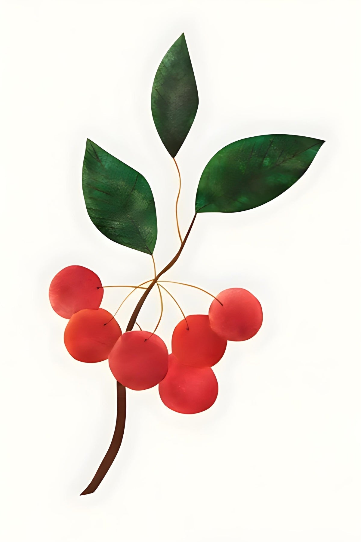 Cherries Postal Card