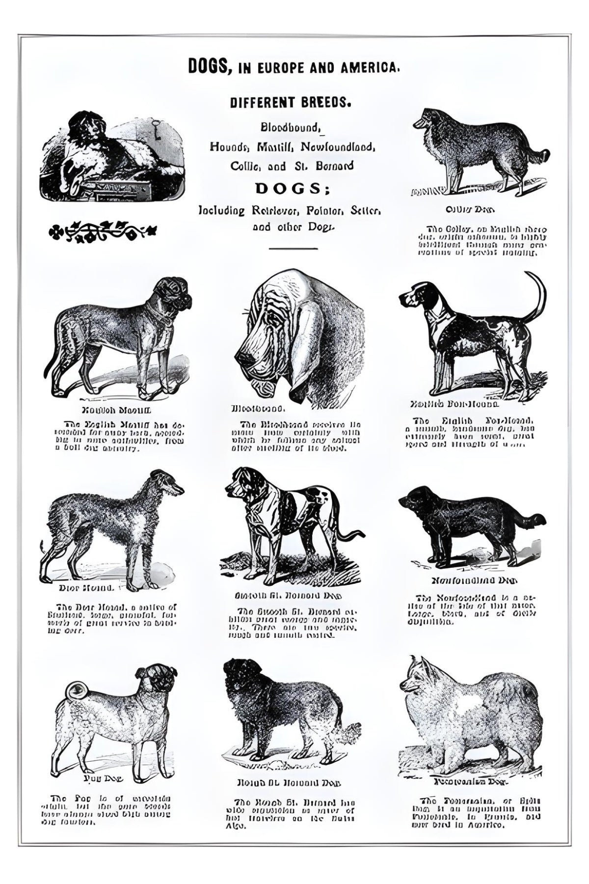 Dogs in Europe and America