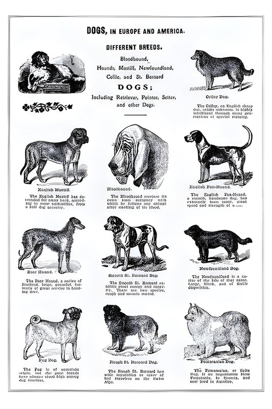 Dogs in Europe and America