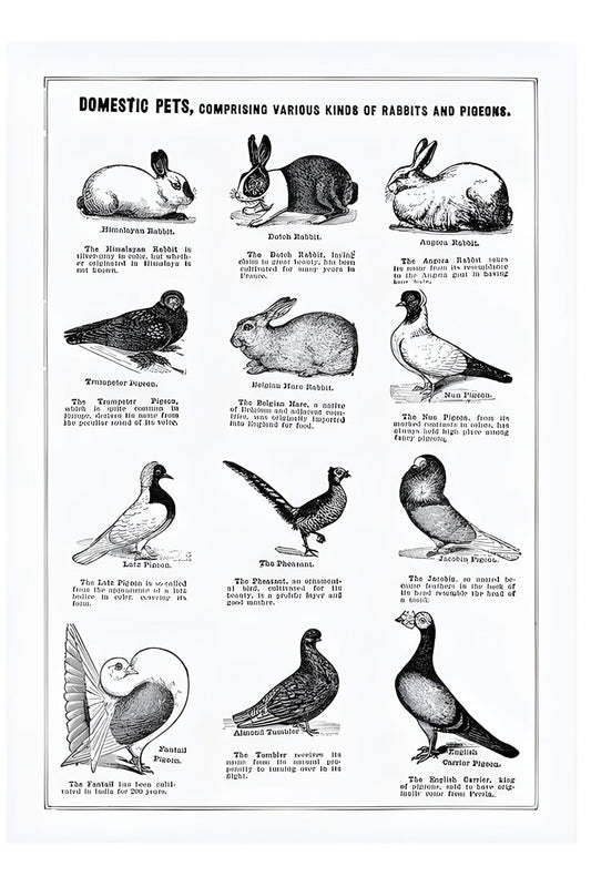 Domestic Pets Postal Card