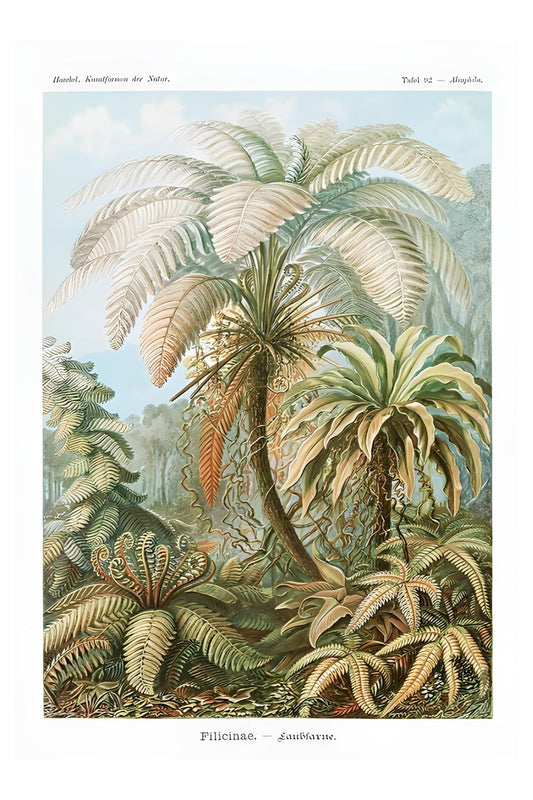 Filicinae Postal Card