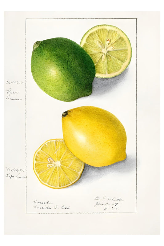 Zitrone &amp; Limette Postkarte