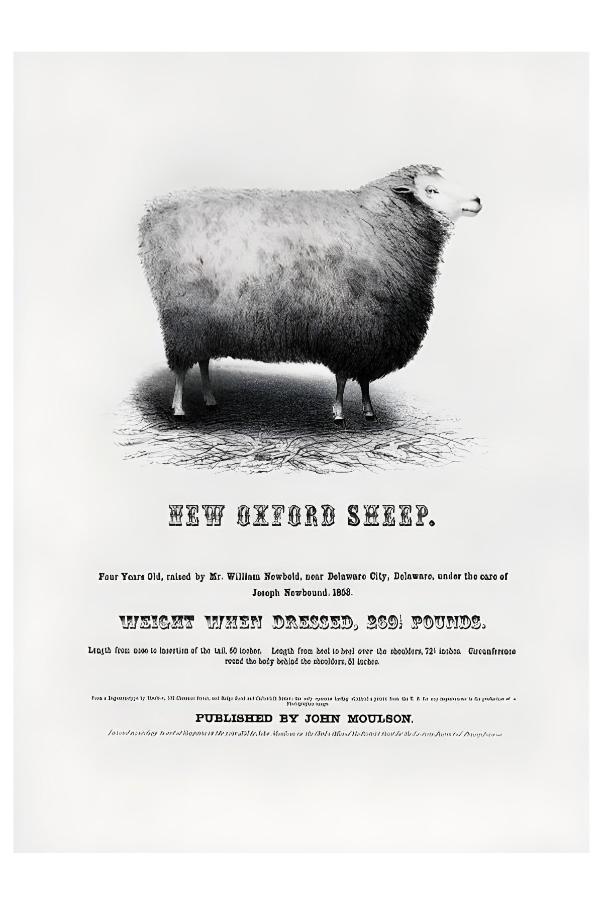 New Oxford Sheep Postal Card