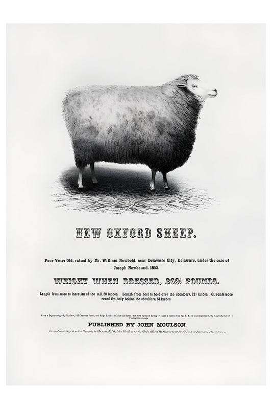 New Oxford Sheep Postal Card