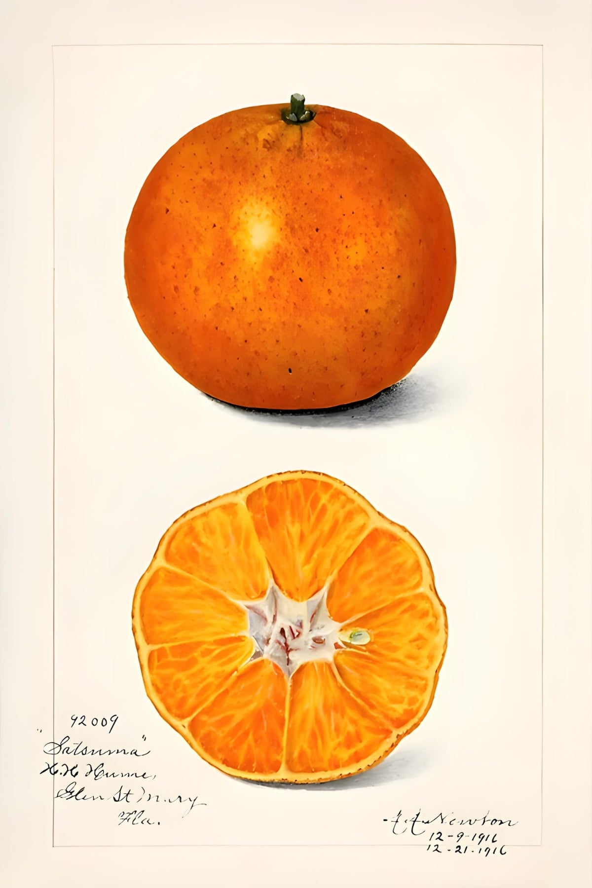 Orange Postkarte