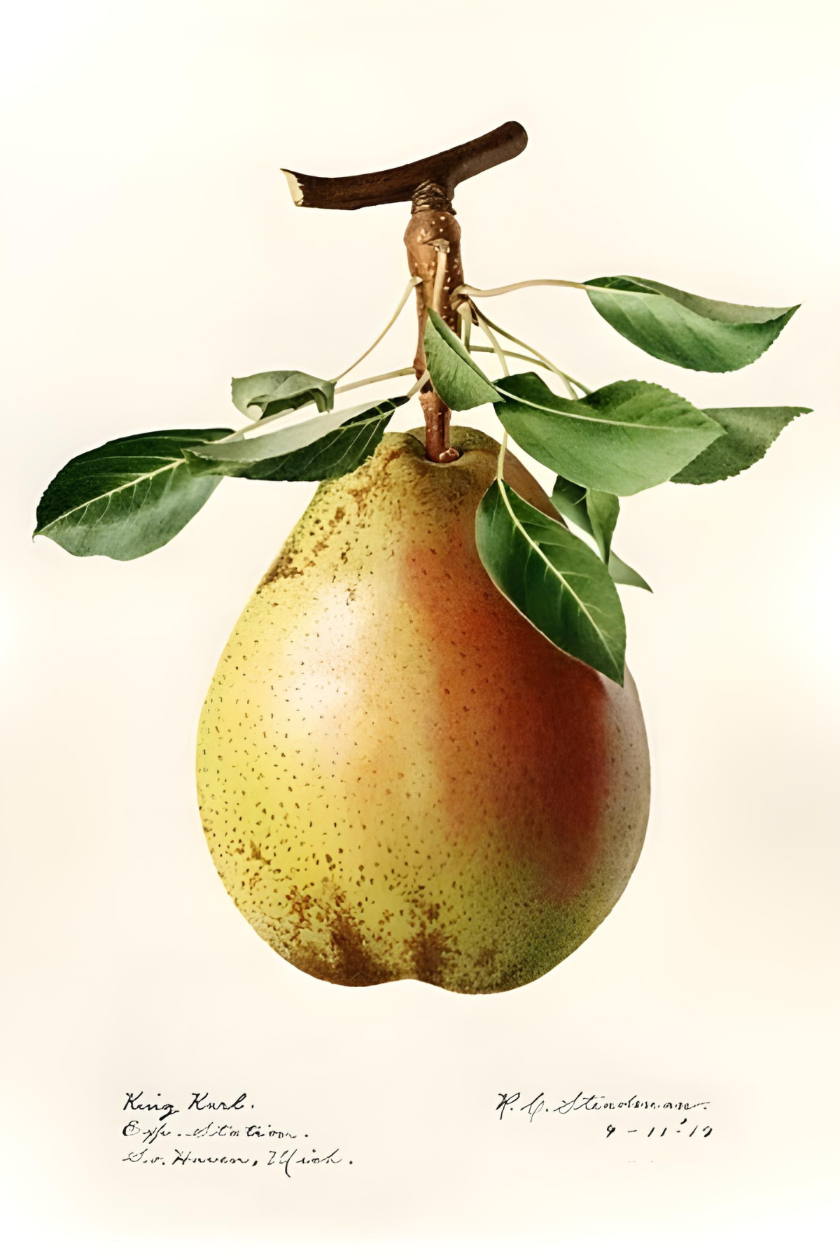 Pear 2 Postal Card