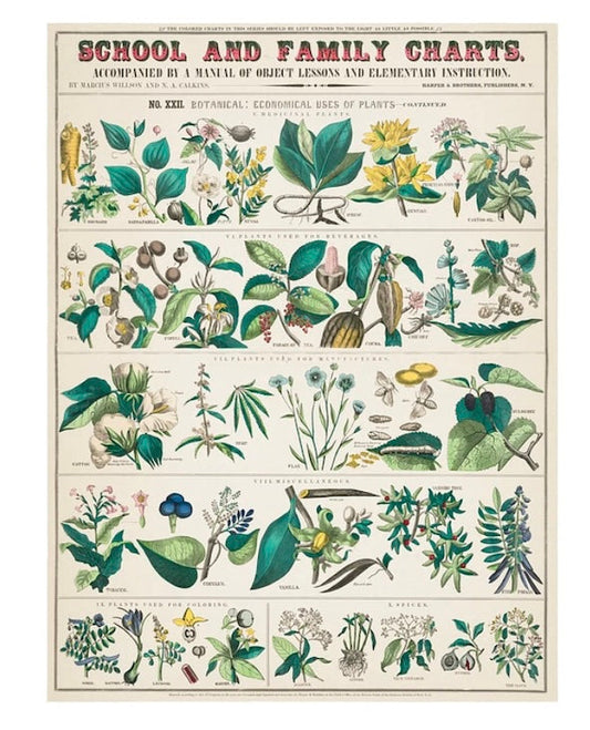 School and Family Chart Postal Card