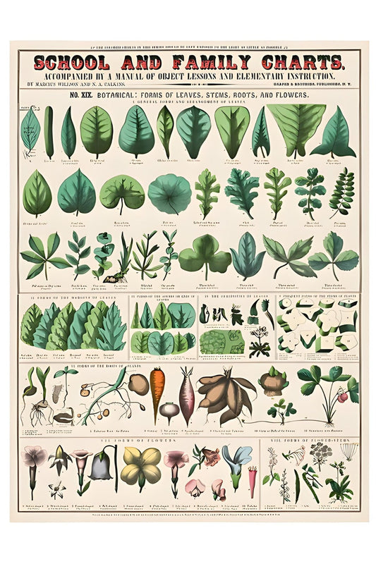 School and Family Chart 2 Postal card