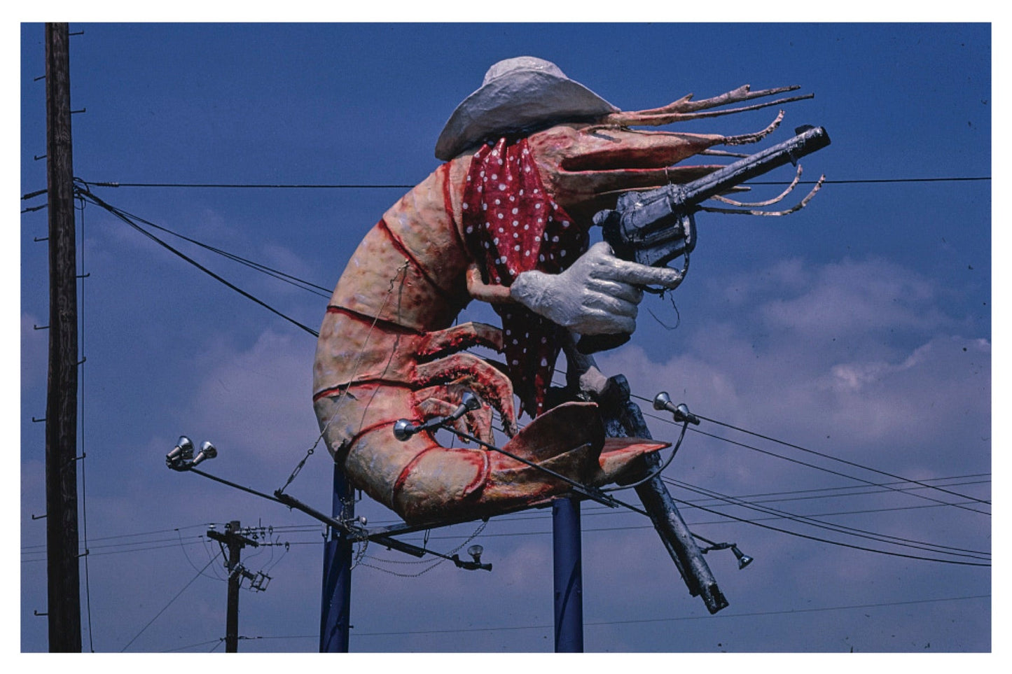 Cowboy Shrimp Postal Card