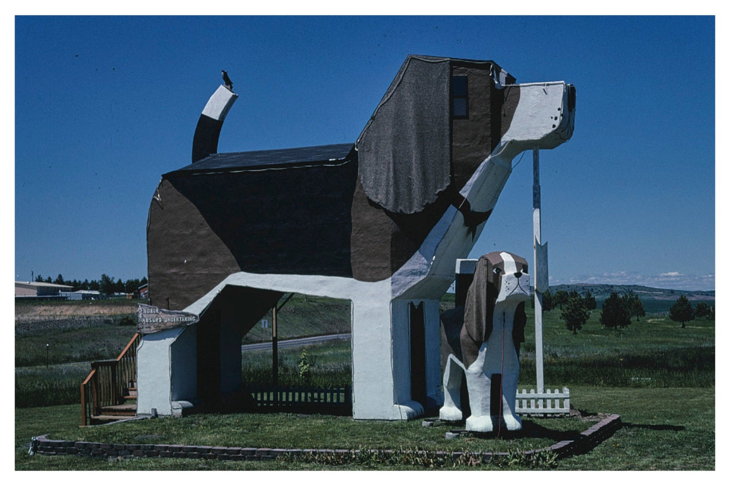 DOG PARK POSTAL CARD