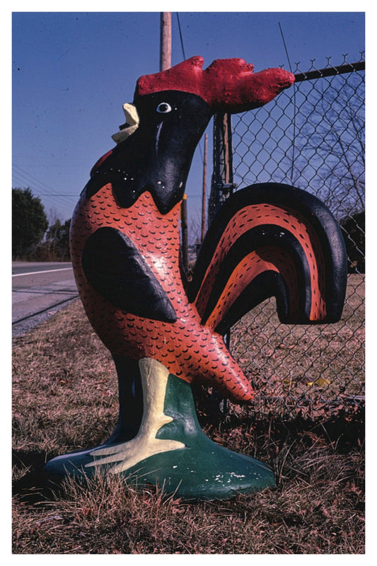 Rooster Postal Card